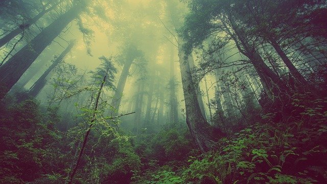 Une forêt plein d'arbres.