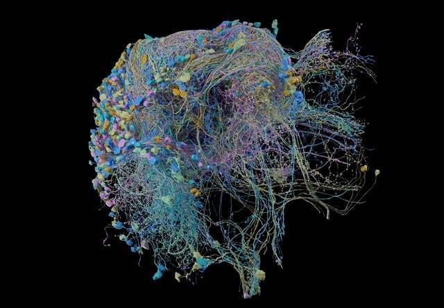 Une carte virtuelle du cerveau.