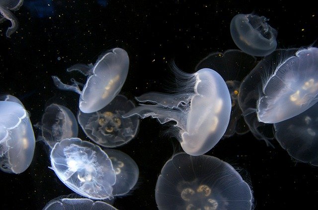 Des méduses en train de nager.