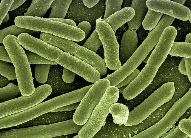 Des bactéries Escherichia coli.