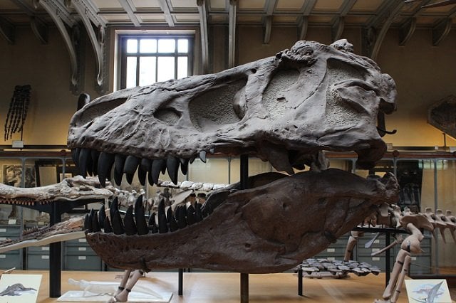 Un crâne fossilisé de Tyrannosaurus rex.
