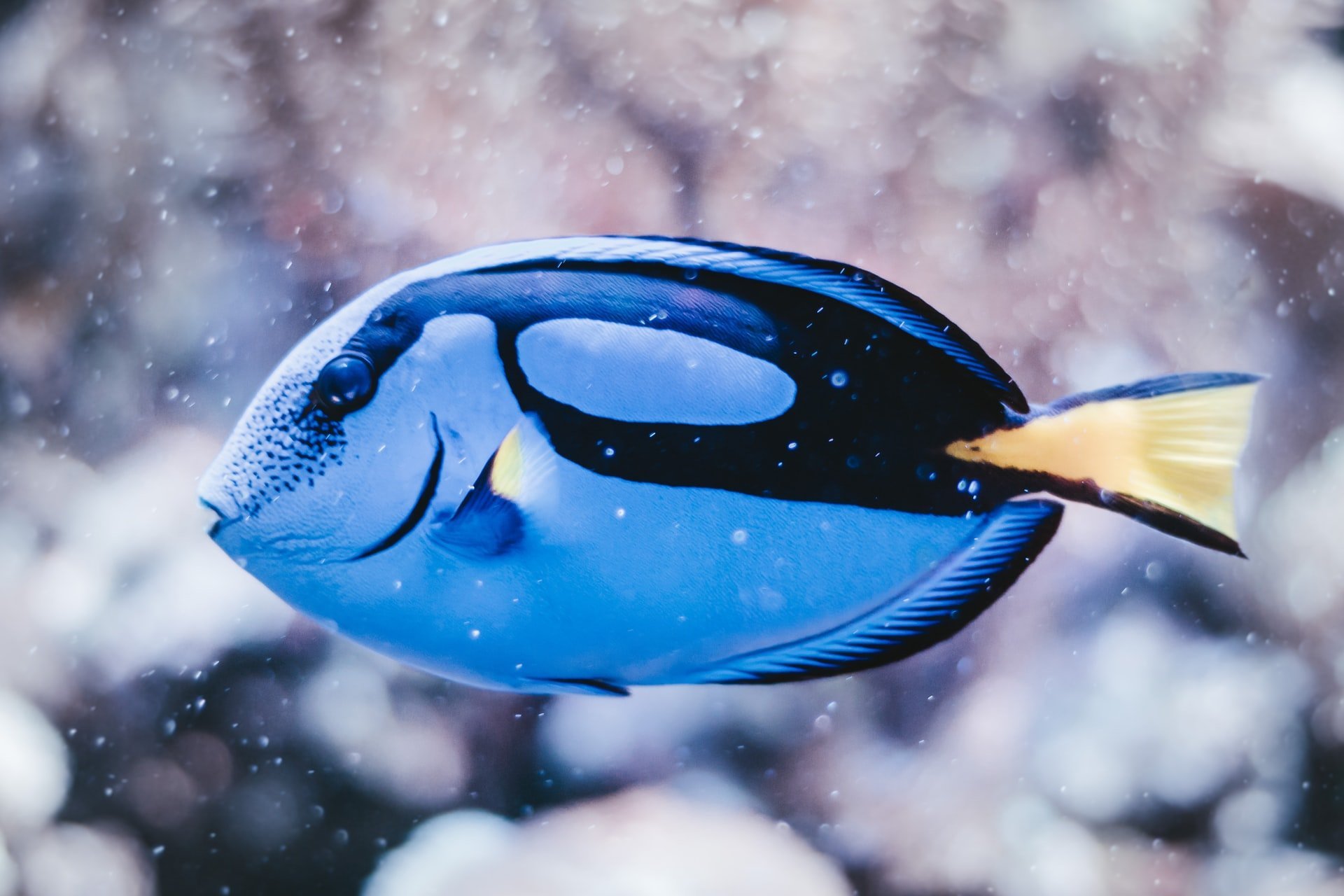 Aquarium qui pue, que faire? —