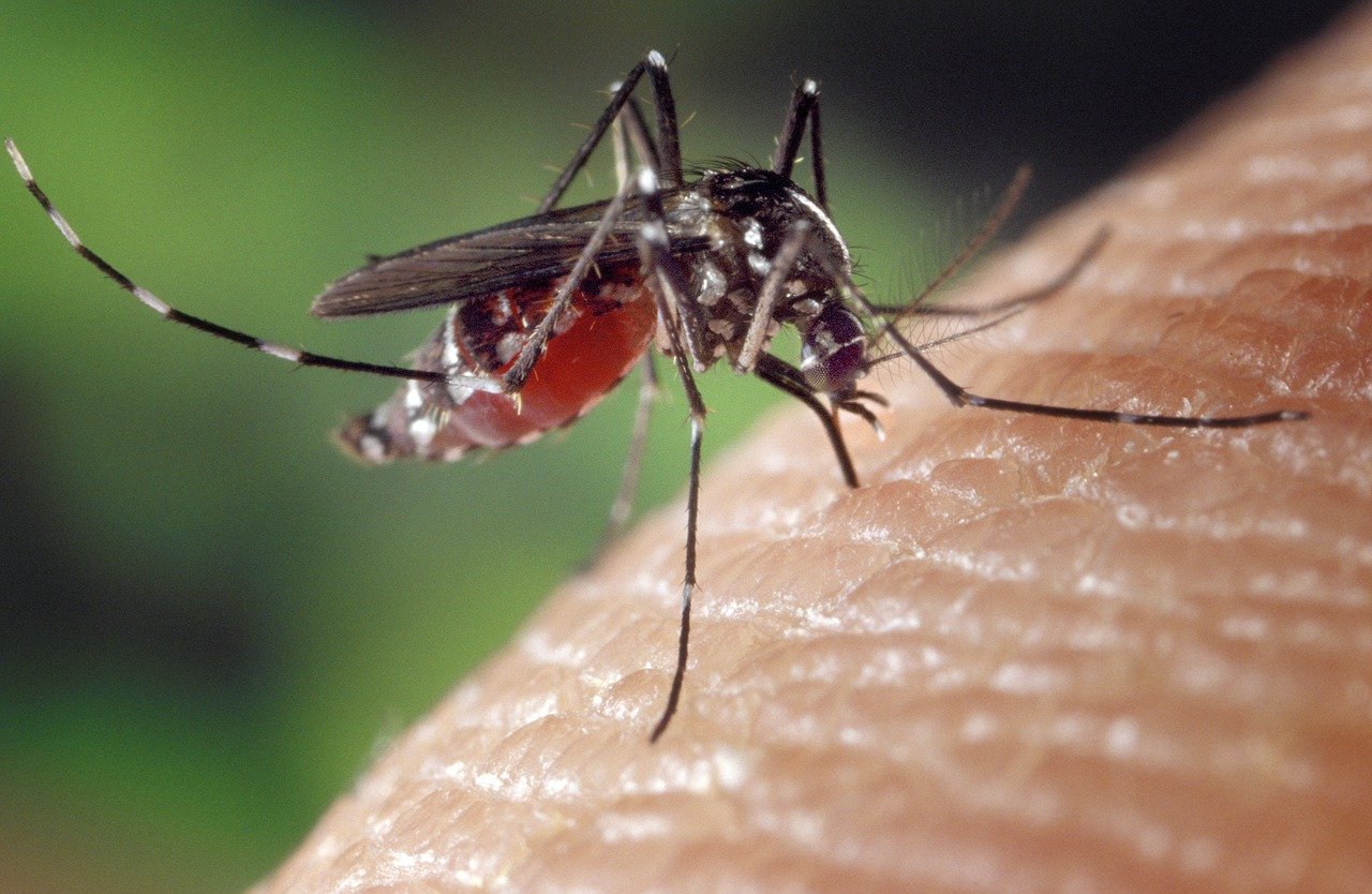 Une bactérie inoculée au moustique pour lutter contre la dengue