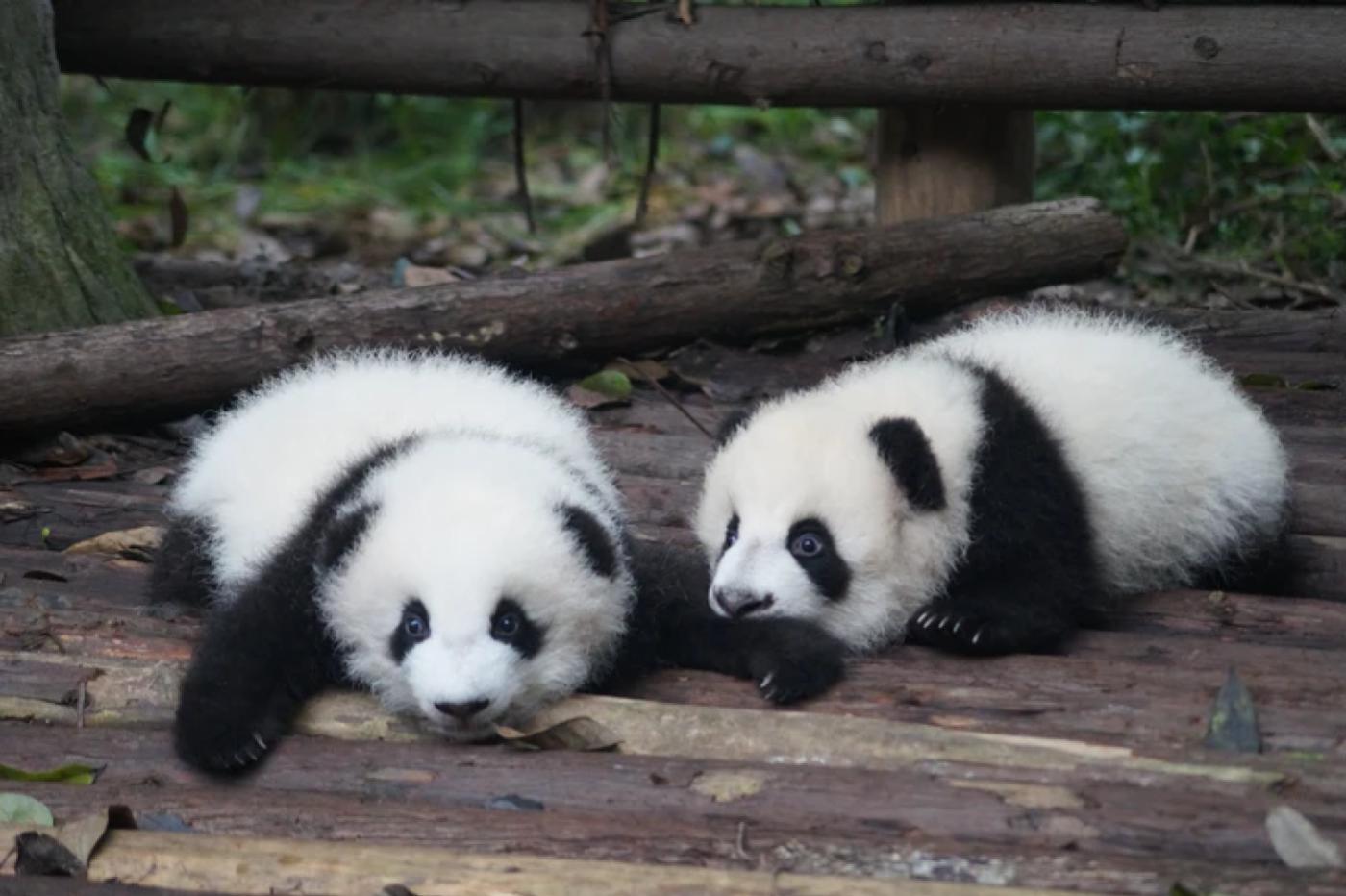 Bébés pandas