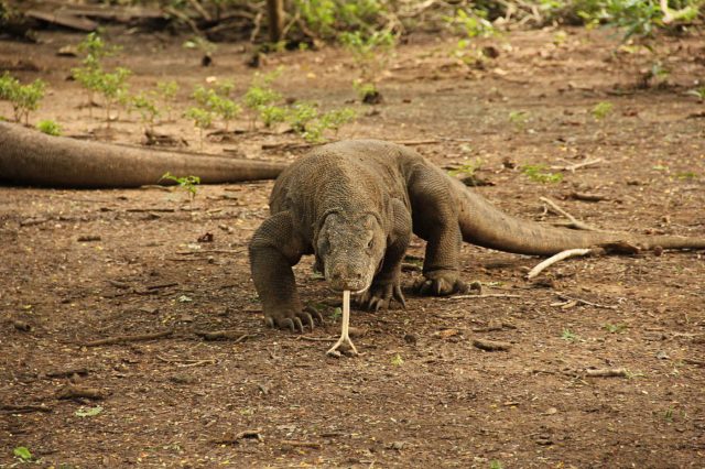 dragon-komodo-extinction