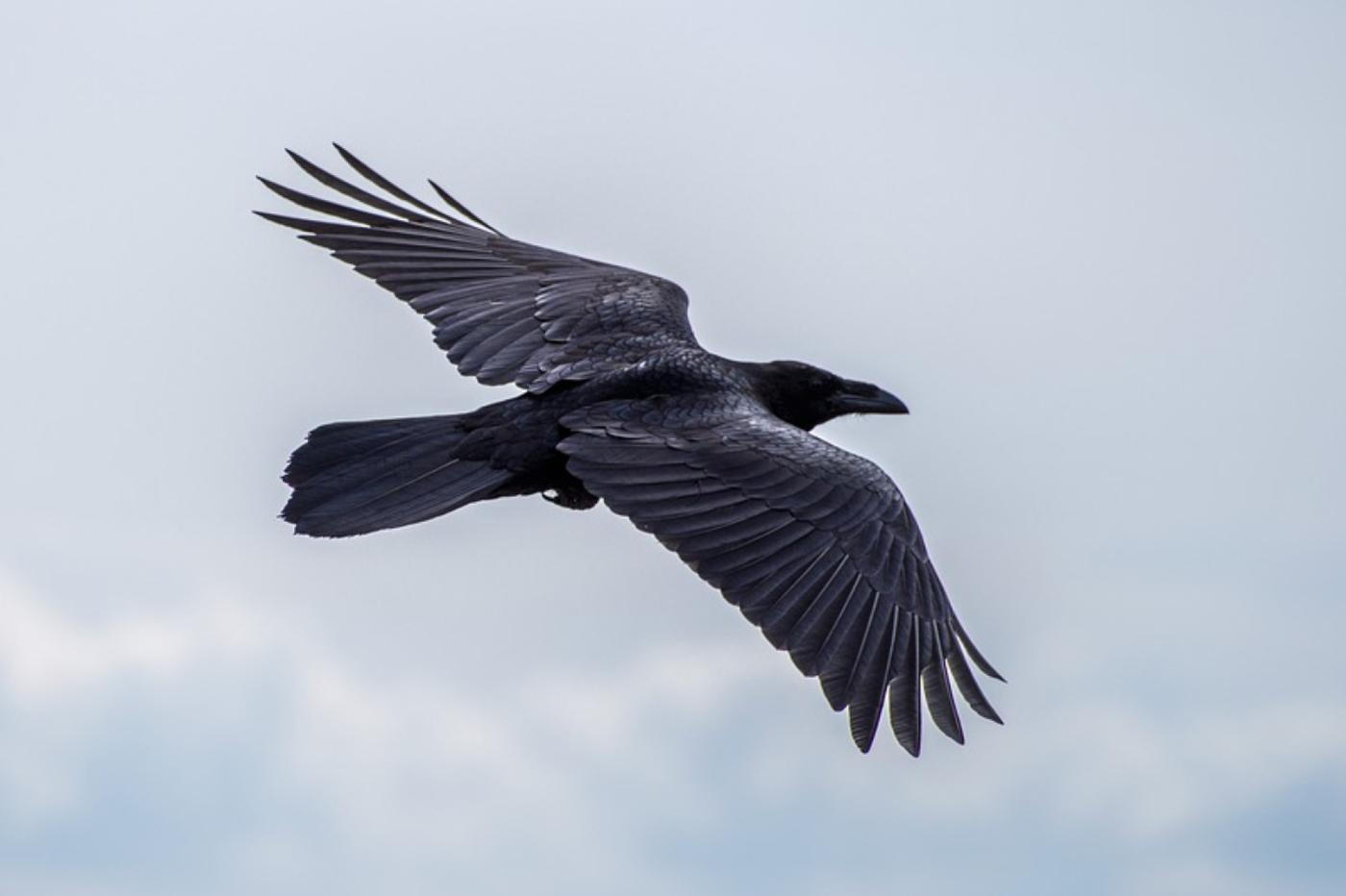 corbeau en vol