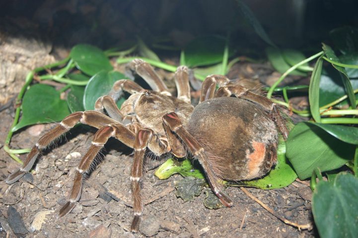 theraphosa-blondi-araignée