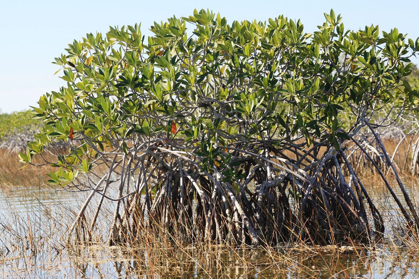 mangrove-forêt-exemple