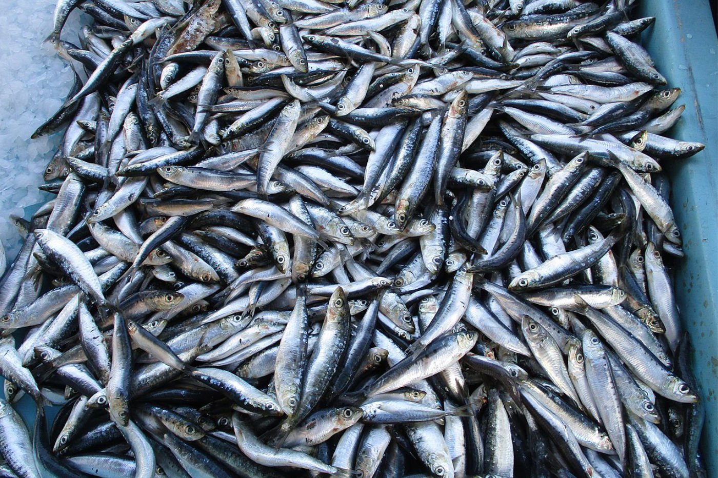 Les sardines ont perdu 4 centimètres et les deux tiers de leur poids en 10  ans