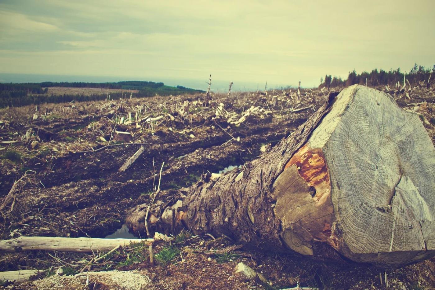 Deforestation union euro