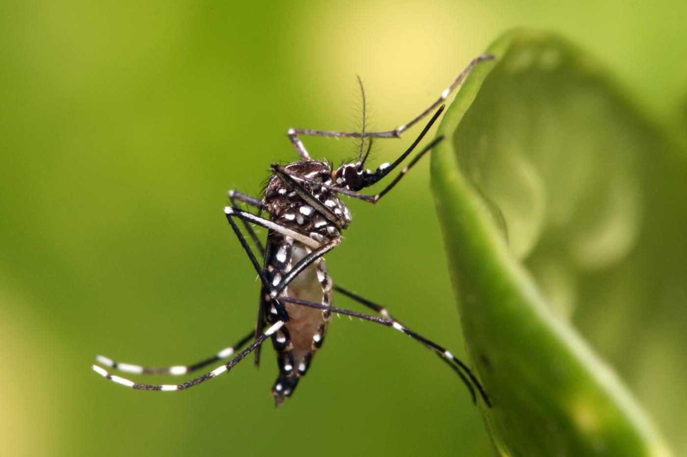 un moustique de l'espèce aedes aegypti.