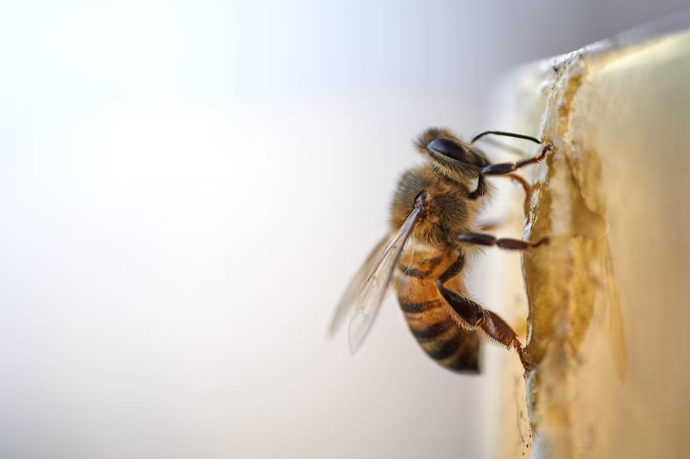 un gros plan d'une abeille