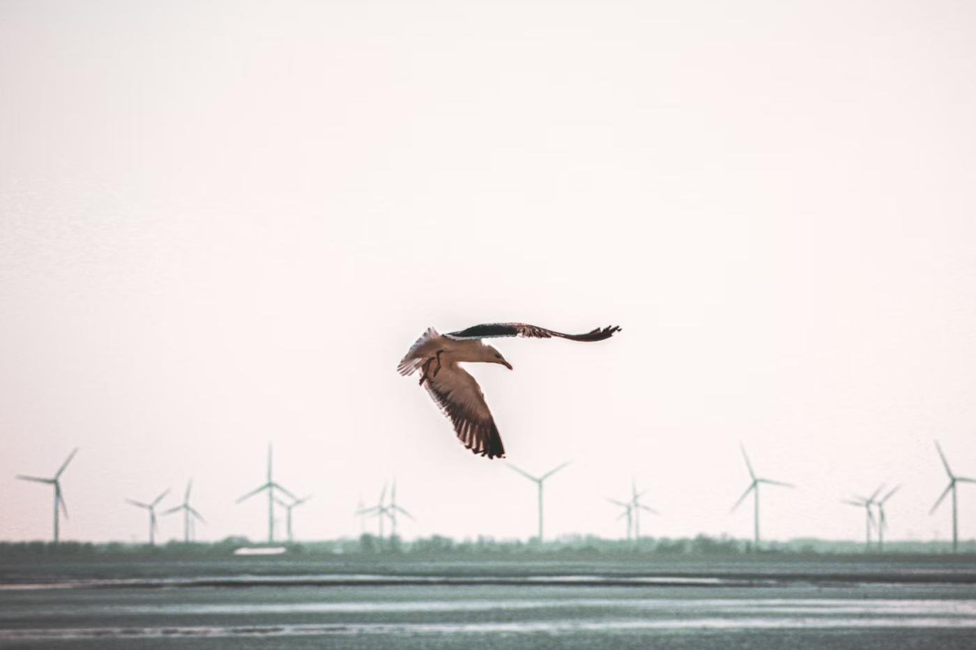 un oiseau devant des éoliennes