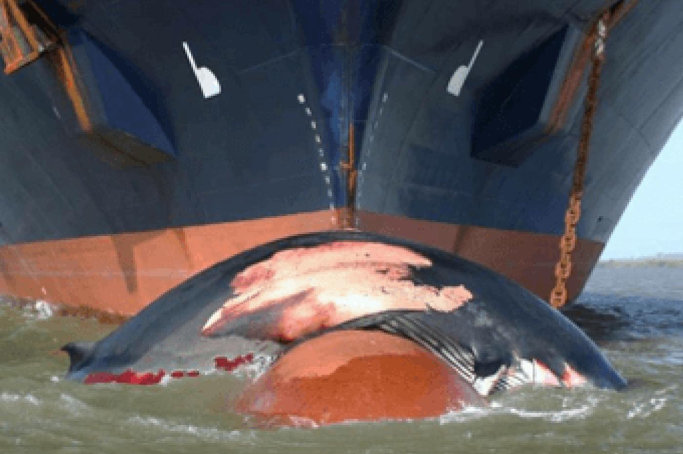 Une baleine échouée sur la proue d'un navire