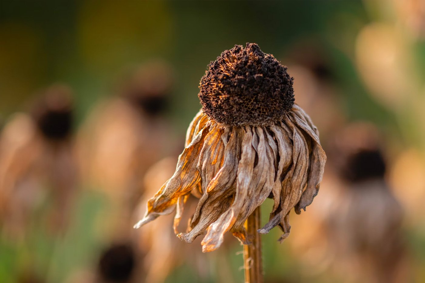 Température chaleur et canicule