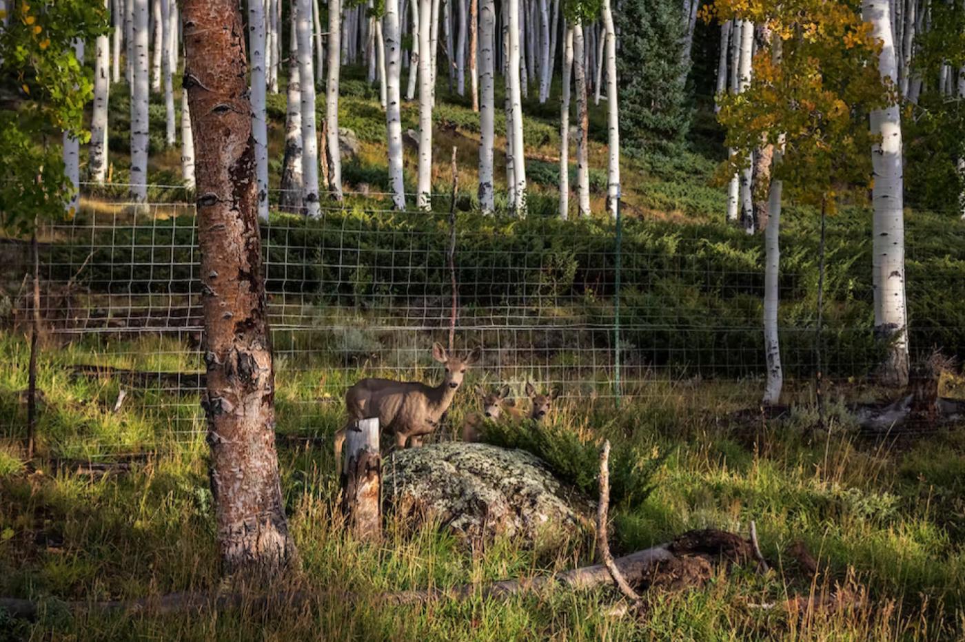 Un cervidé devant une clôture qui l'empêche d'aller brouter les pousses de Pando