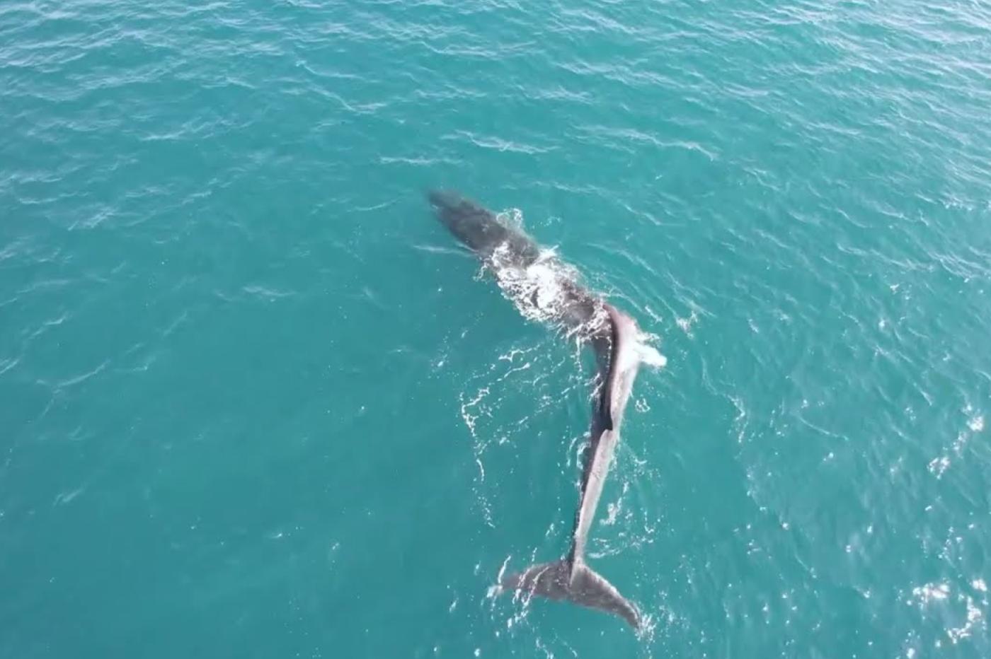 un rorqual qui présente une scoliose sévère