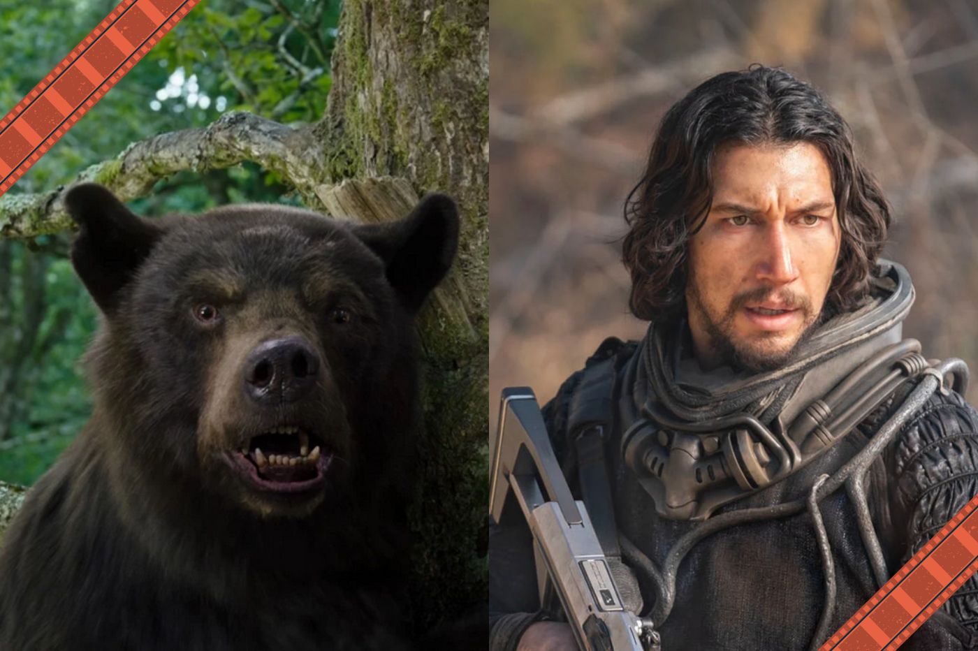 Un ours et Adam Driver