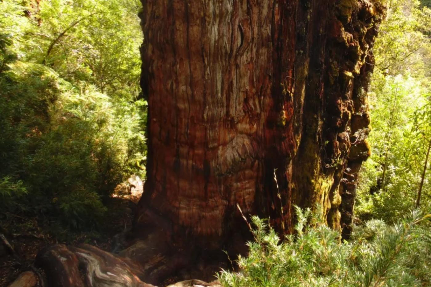 Le Grand Abuelo, suspecté d'être le plus vieil arbre au monde