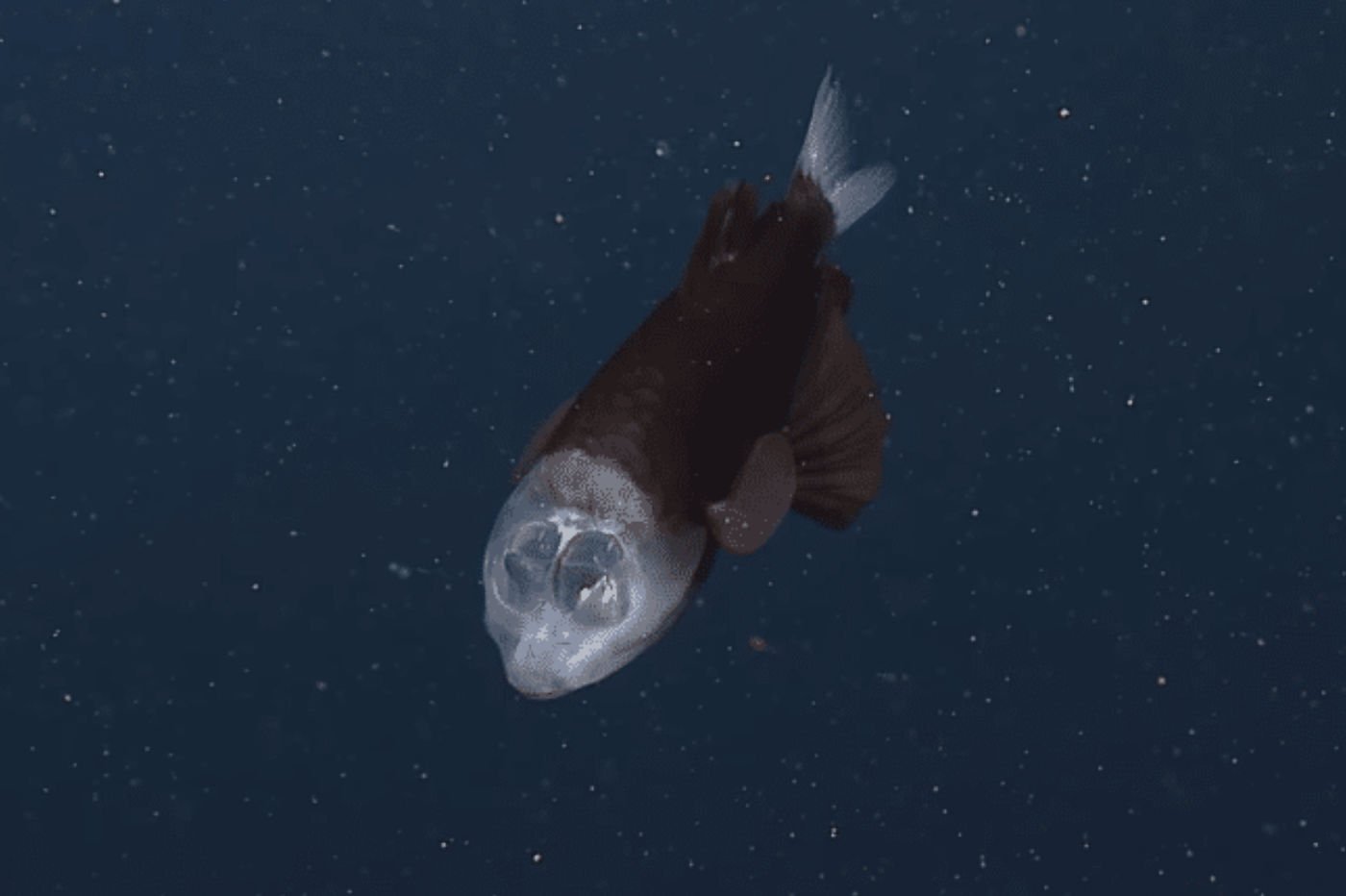 La tête de ce poisson n'est pas vide, elle est transparente
