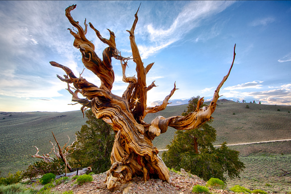L'arbre Mathusalem, le plus vieux du monde