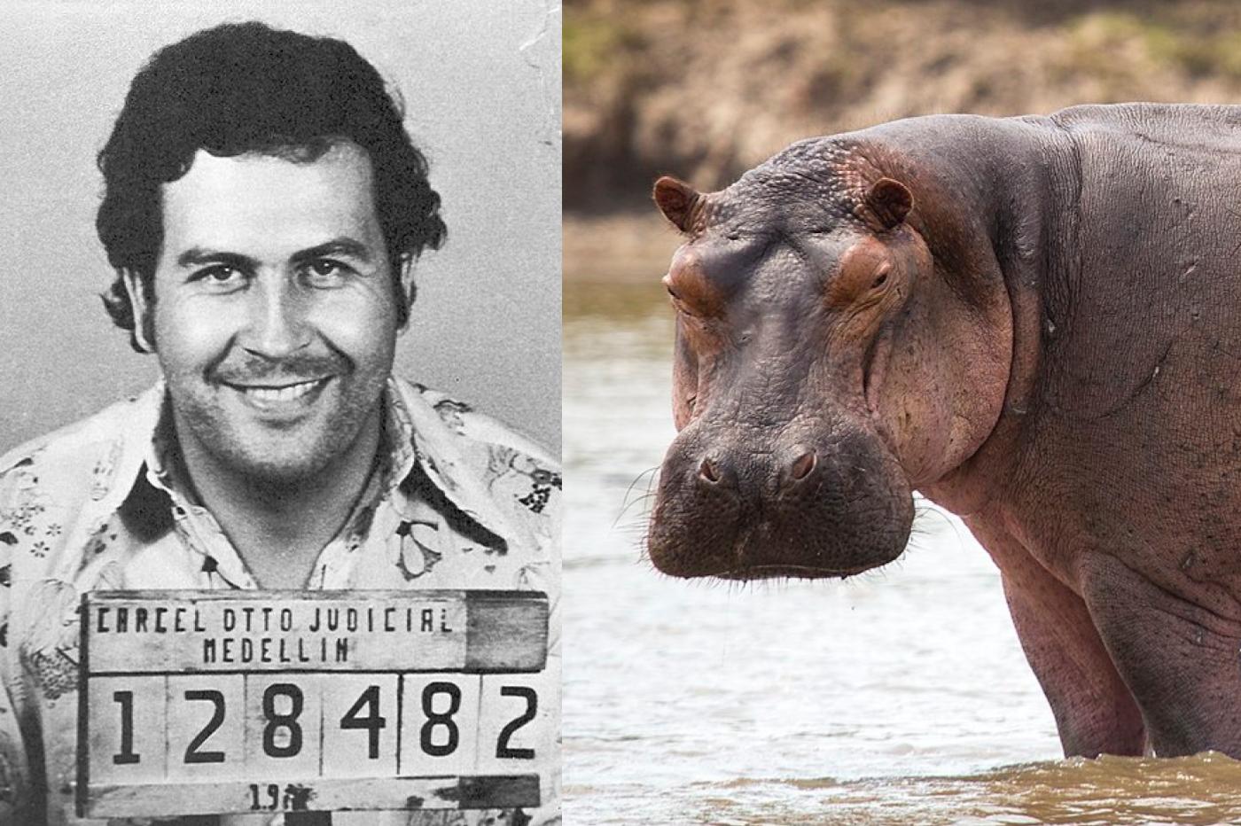 Pablo escobar et un hippopotame