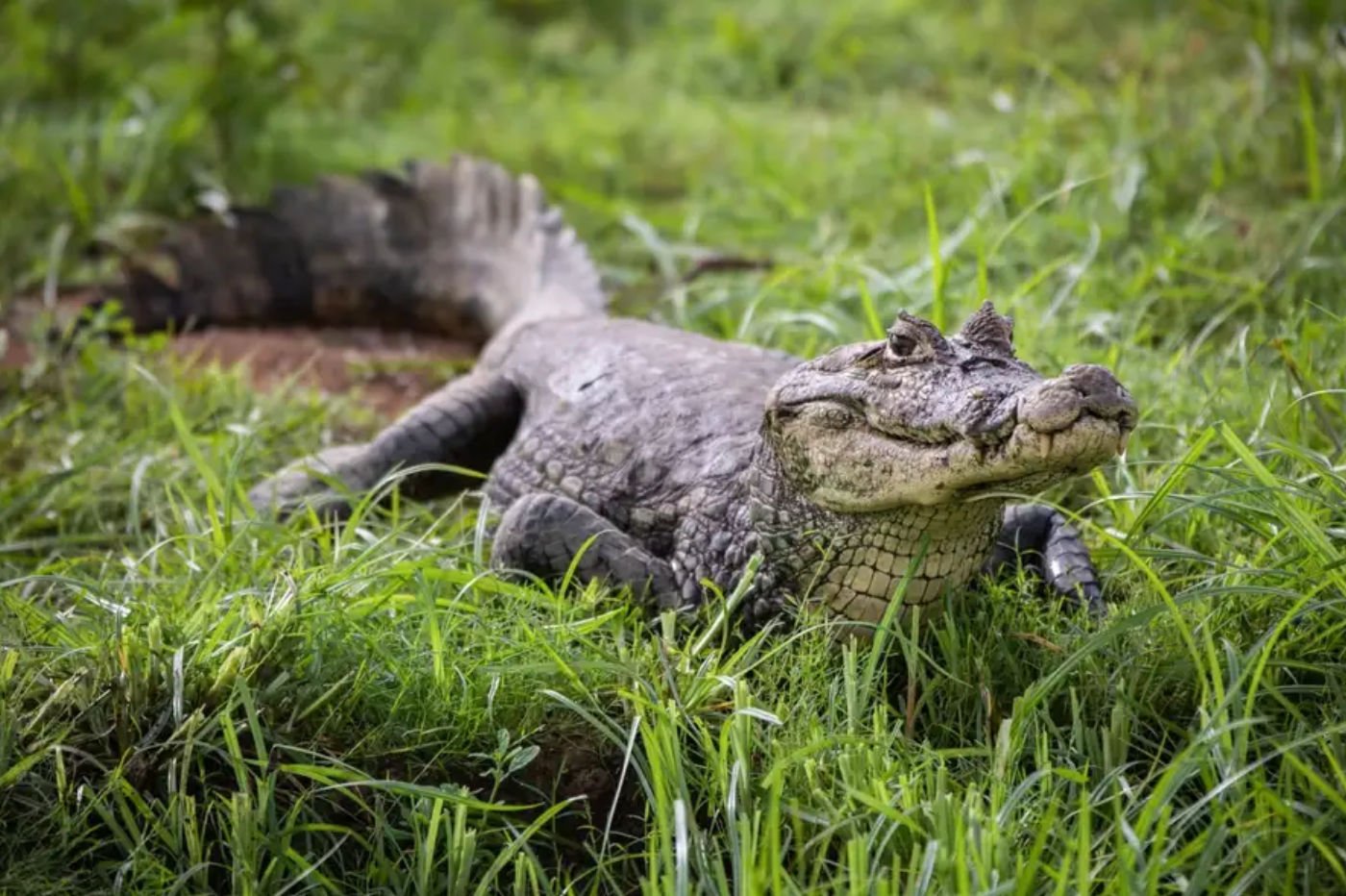 crocodile-science-nature
