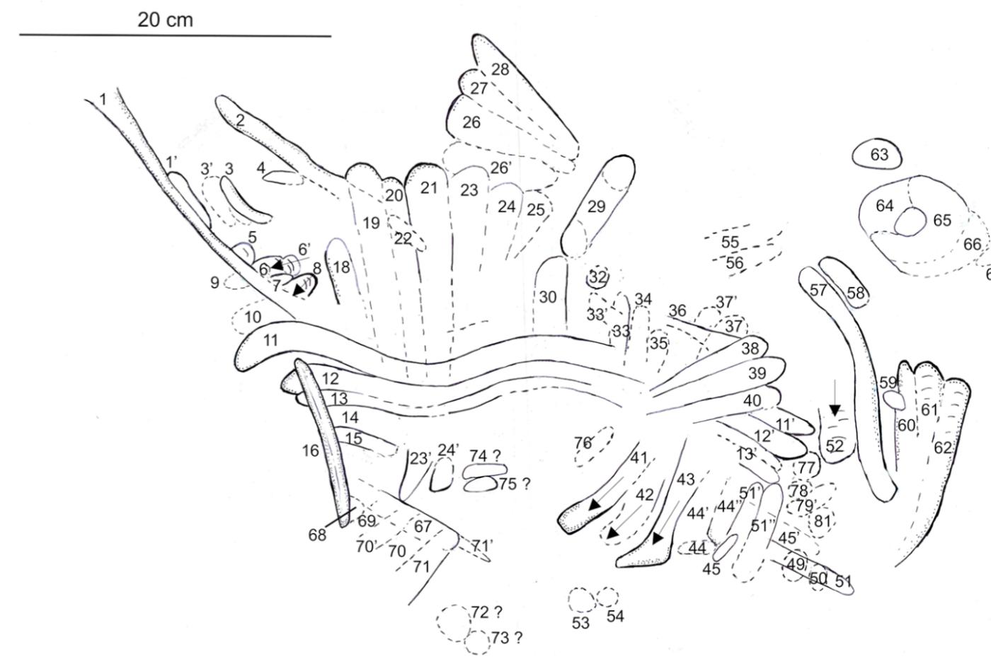 Un schéma des gravures néandertaliennes dans la grotte de Roche-Cotard