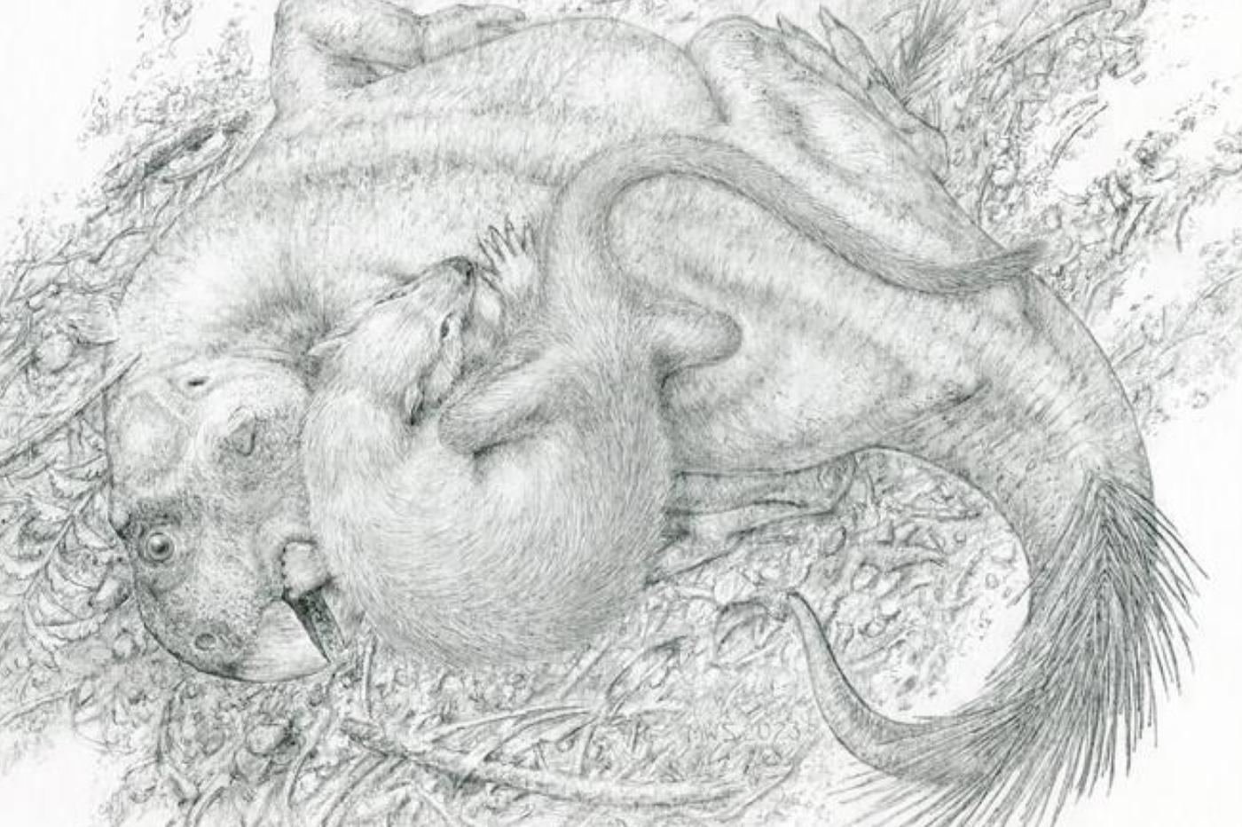 Une vue d'artiste de l'attaque d'un Psittacosaurus