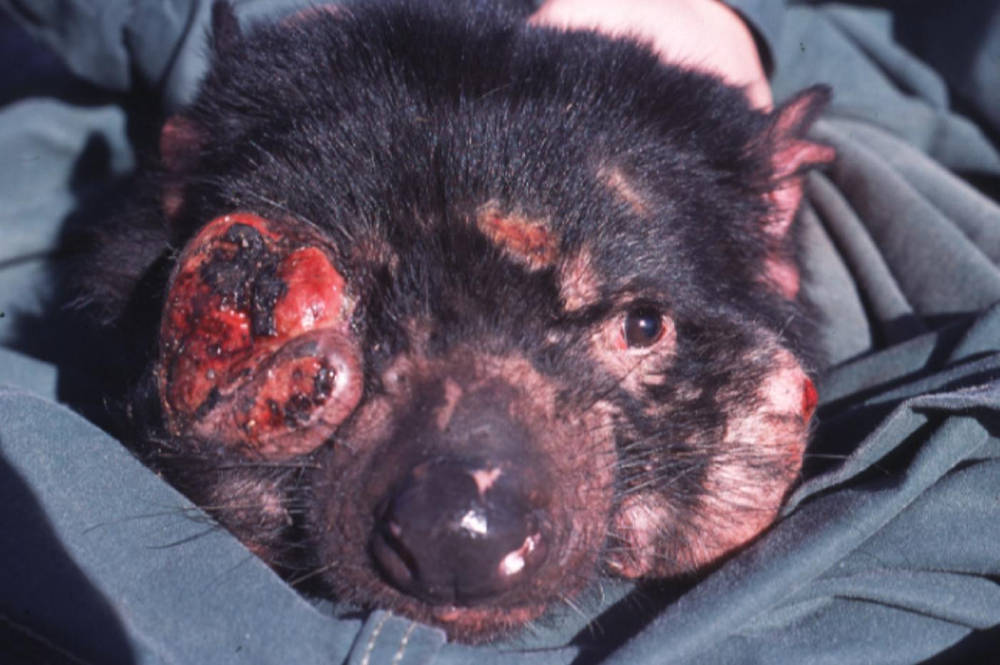 Un diable de Tasmanie présentant une tumeur faciale associée à la DFTD