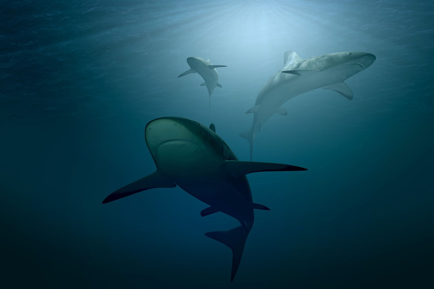 requin-ocean-animaux