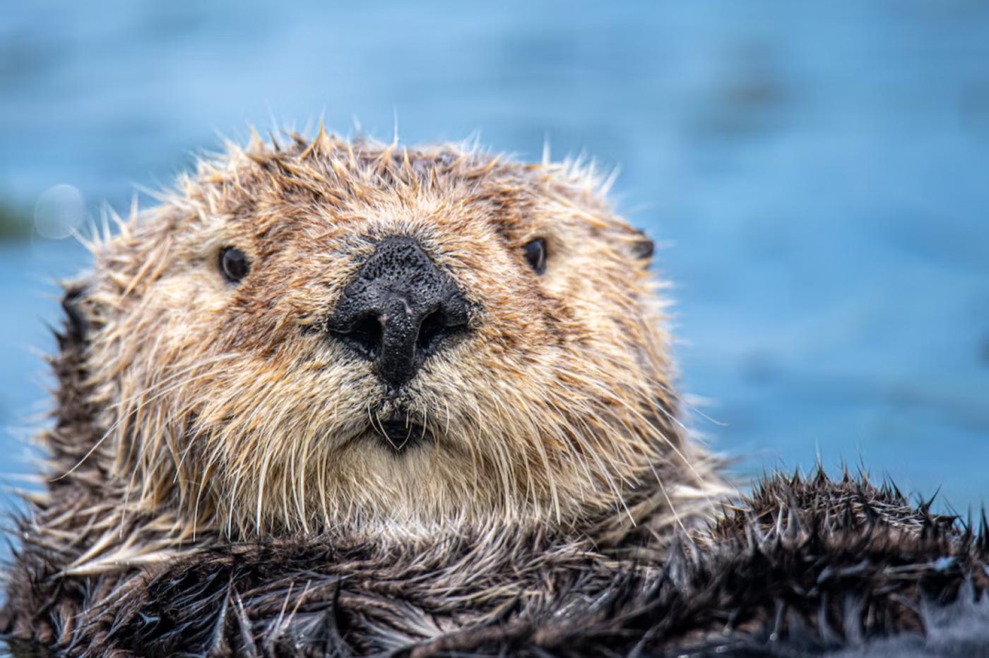 Loutre