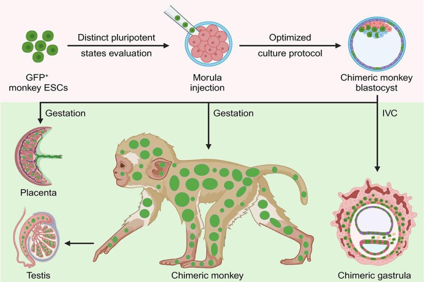 Création Singe Chimère