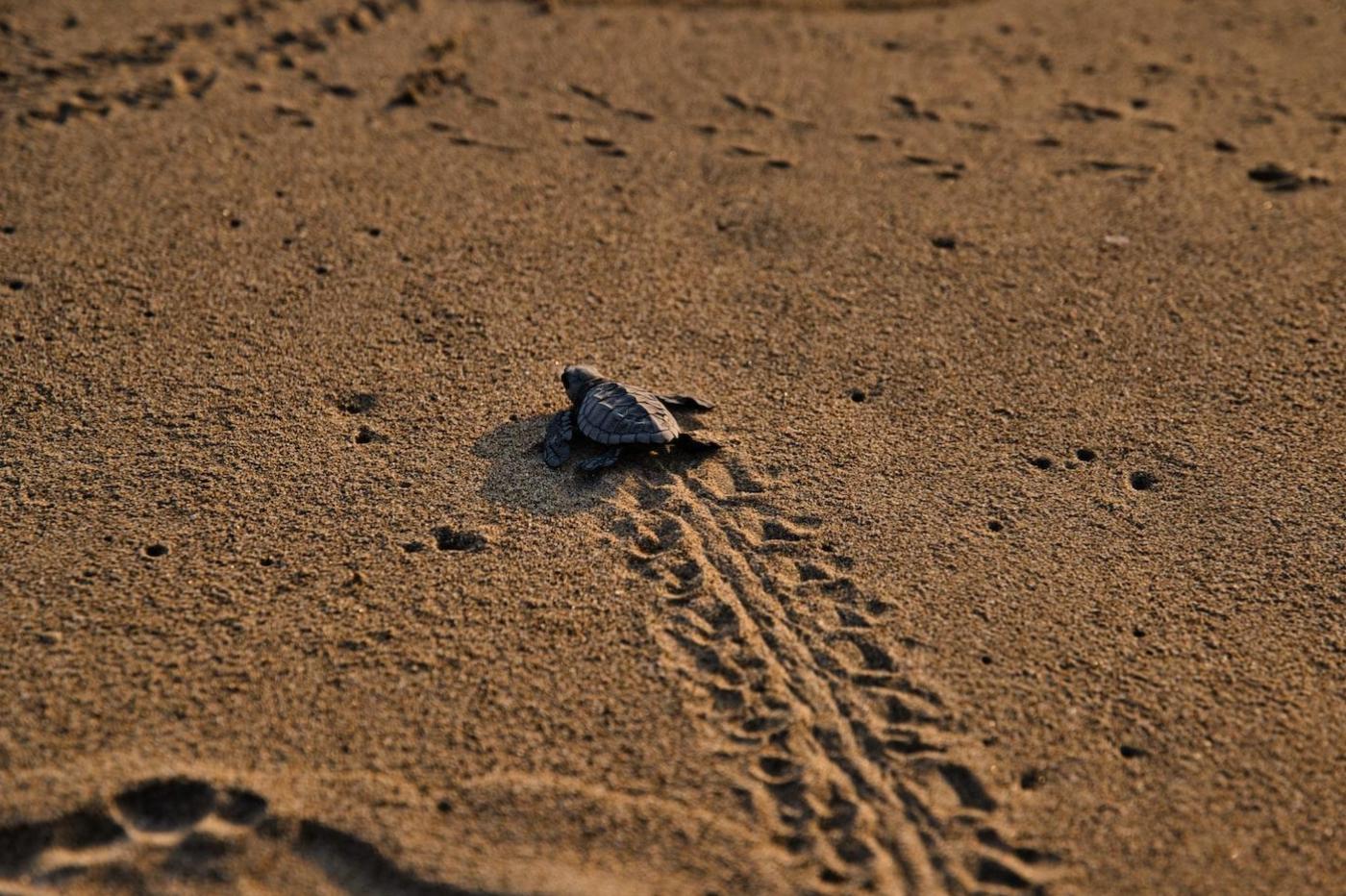 Tortue Marine