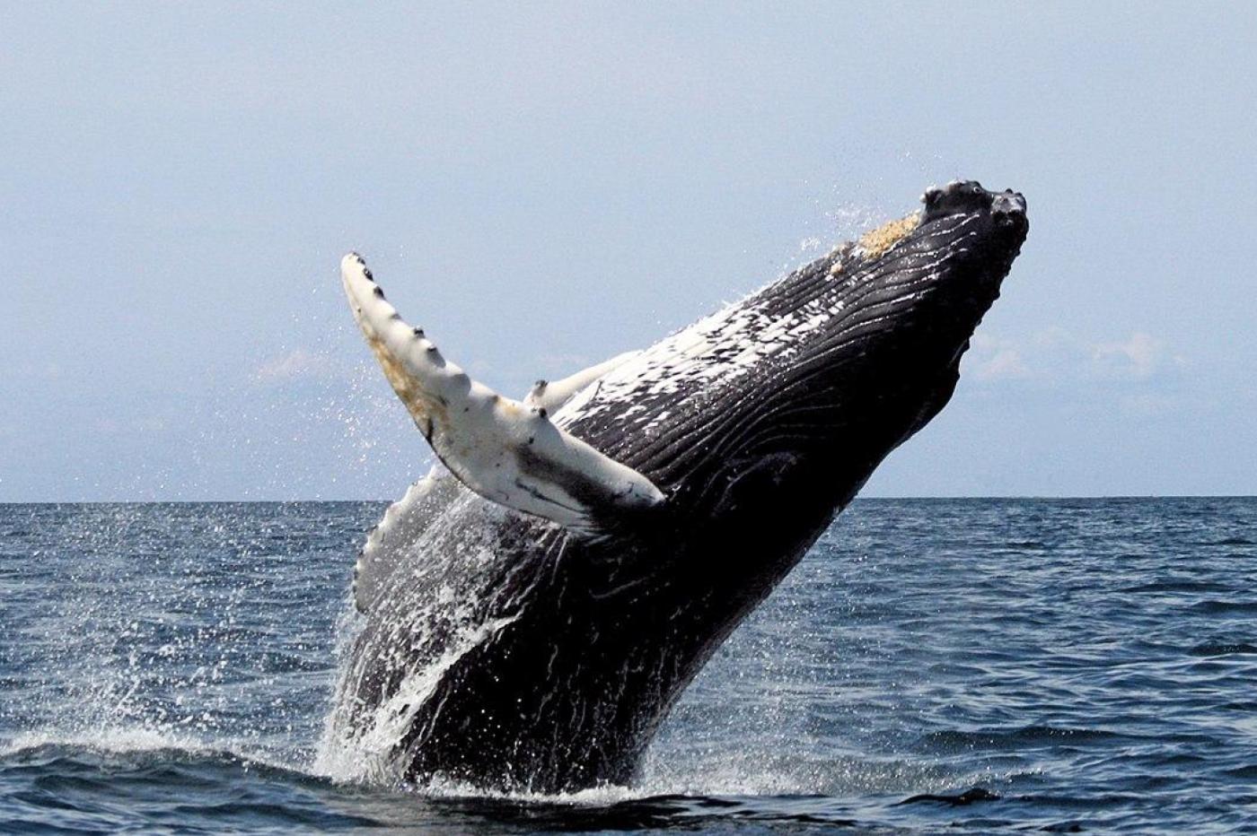 Baleine à Bosse