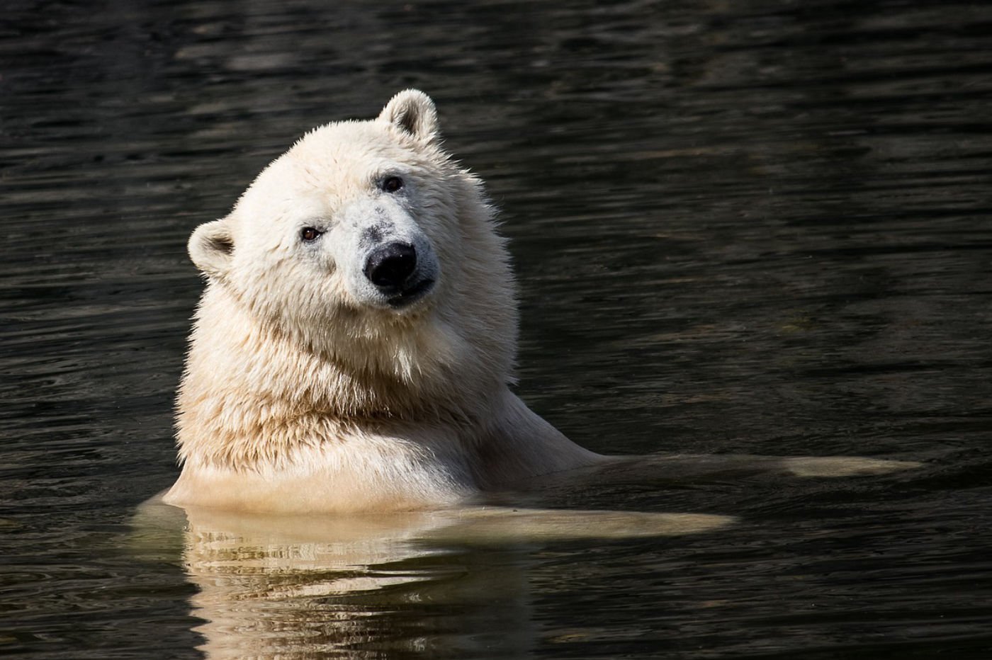 Ours Polaire Nature Espece Menace