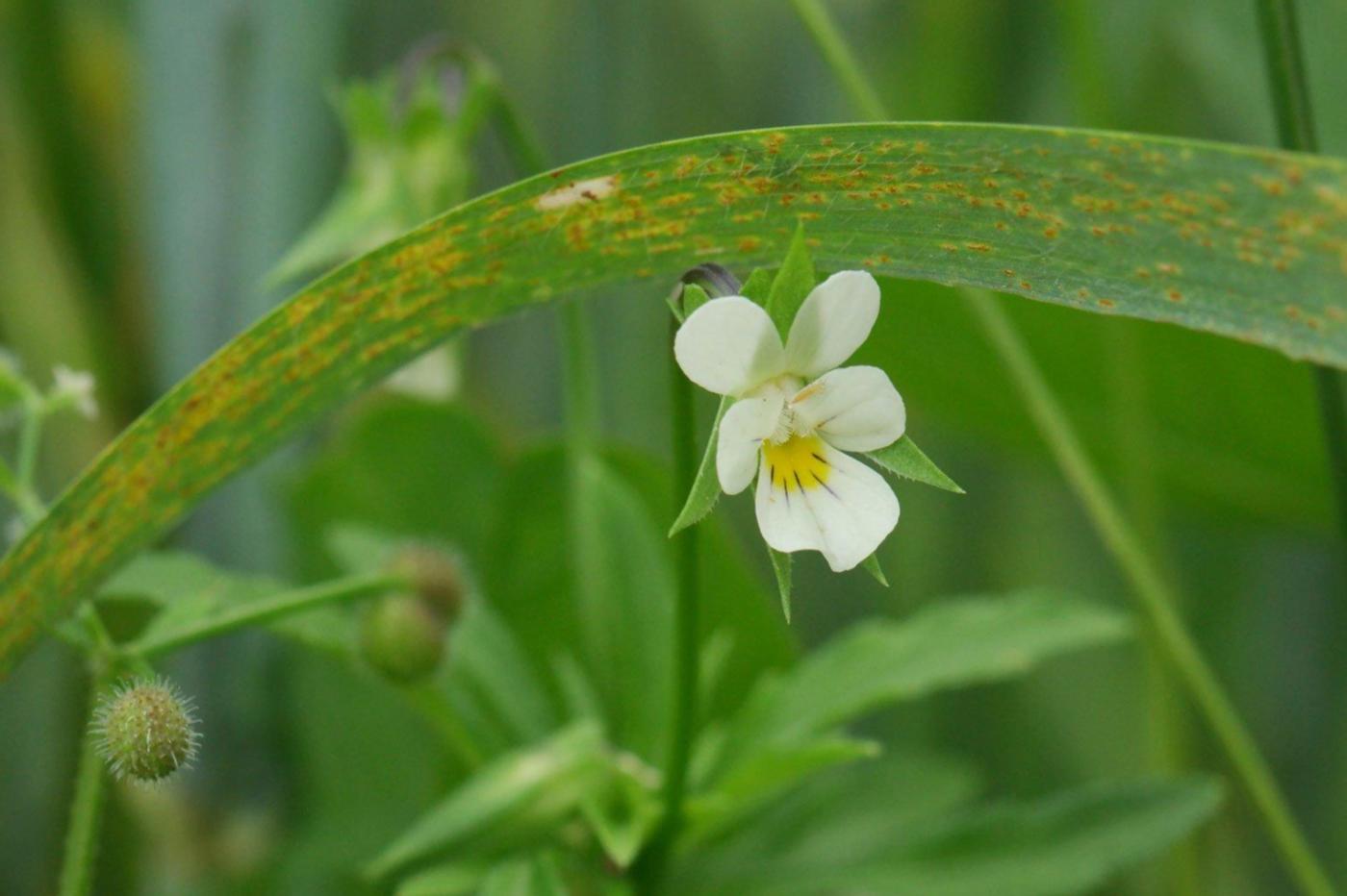 Viola Arvensis