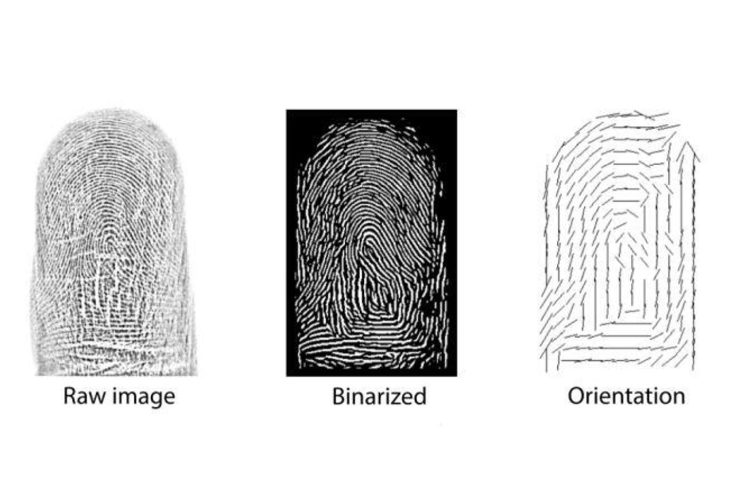 Le nostre impronte digitali non sono così uniche come pensavamo