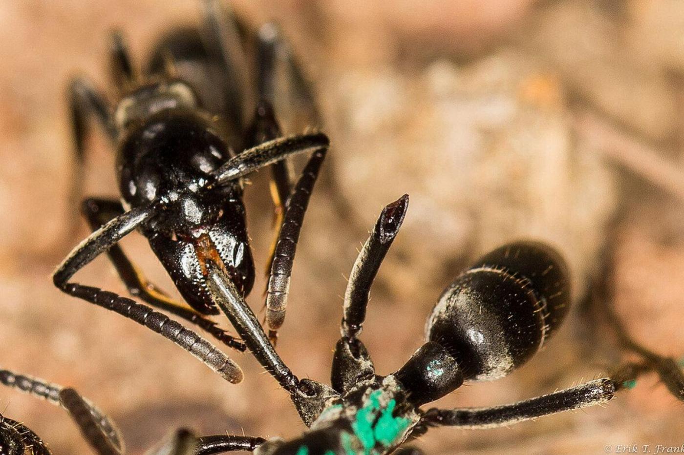 Ces fourmis sont d'incroyables médecins, et c'est une bonne ...