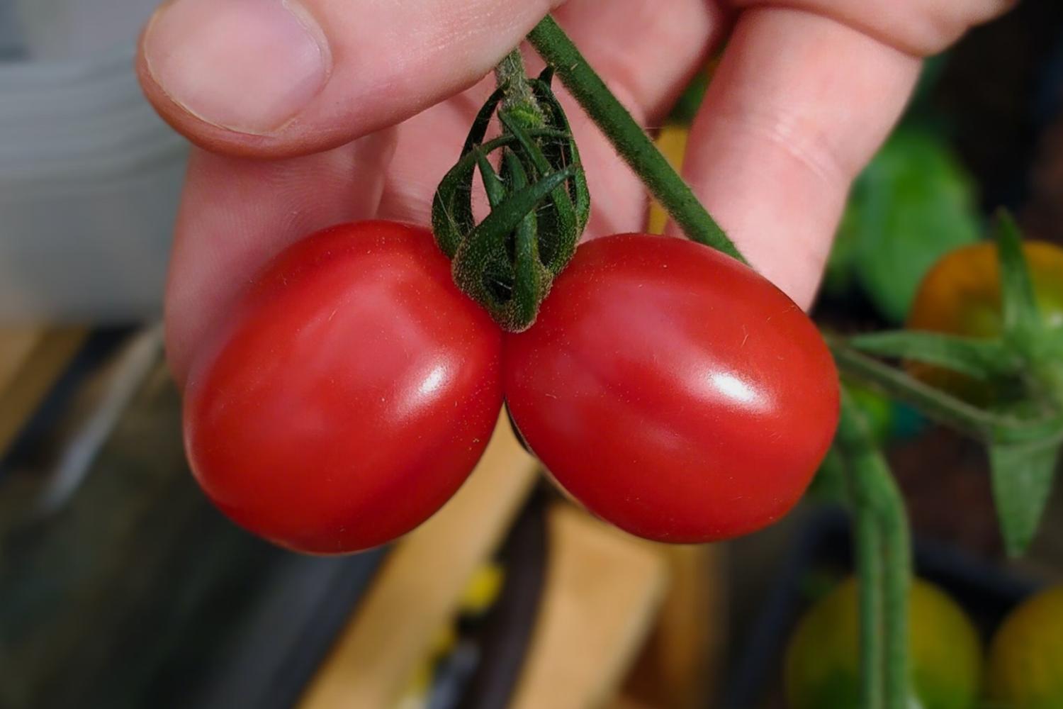 Tomates Cerises