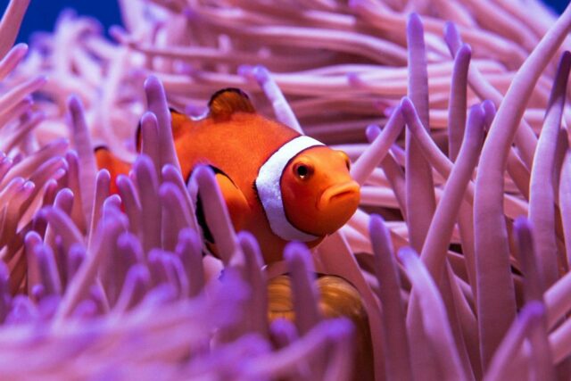Poisson Clown