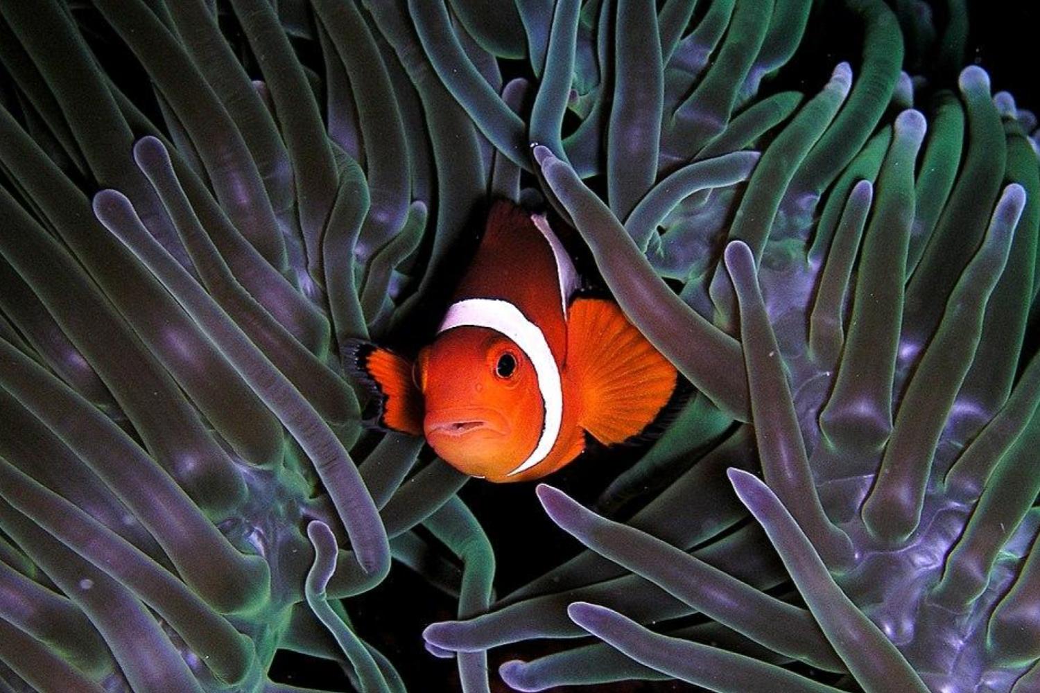 Poisson Clown Anémone