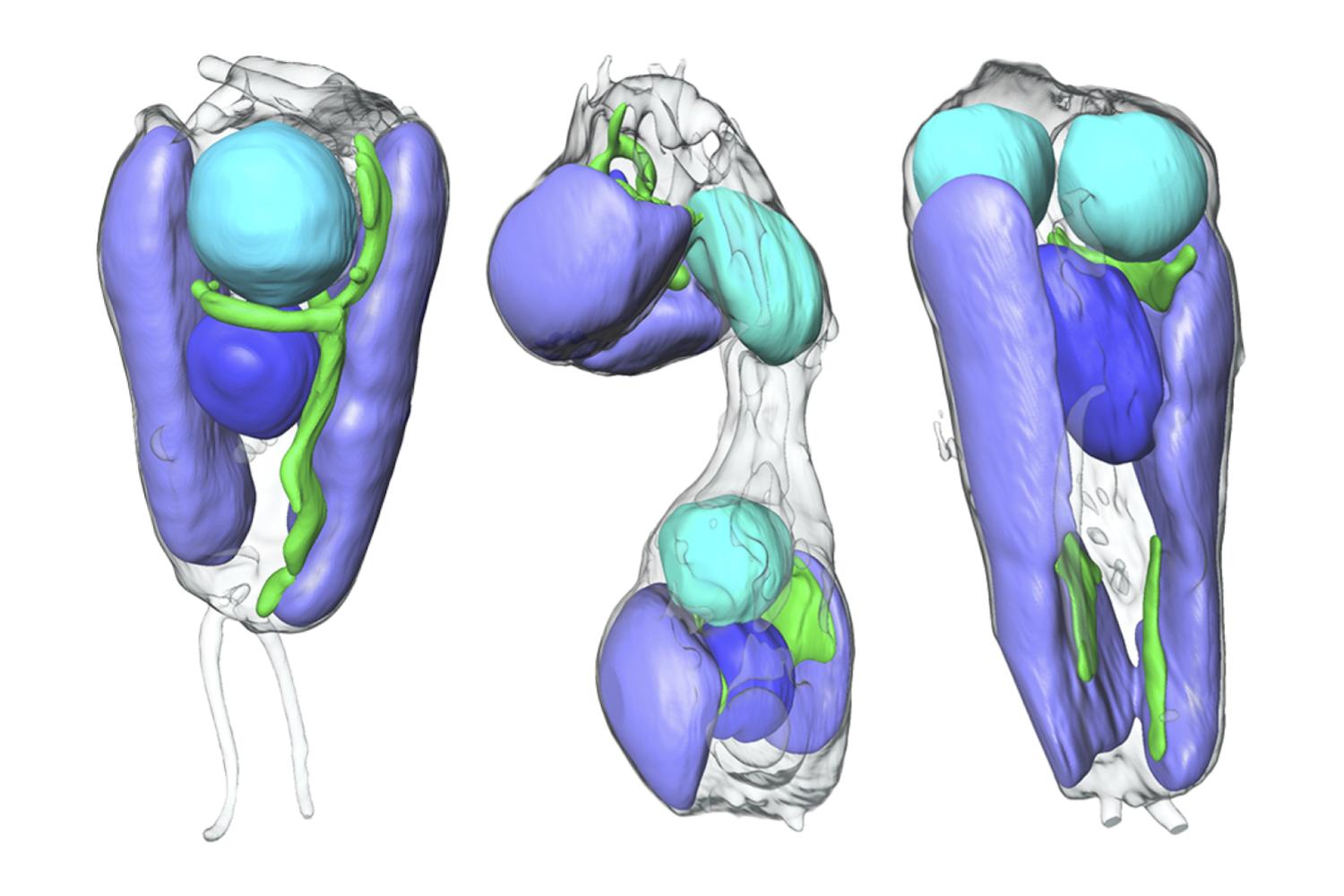 Endosymbiose Algue Bactérie