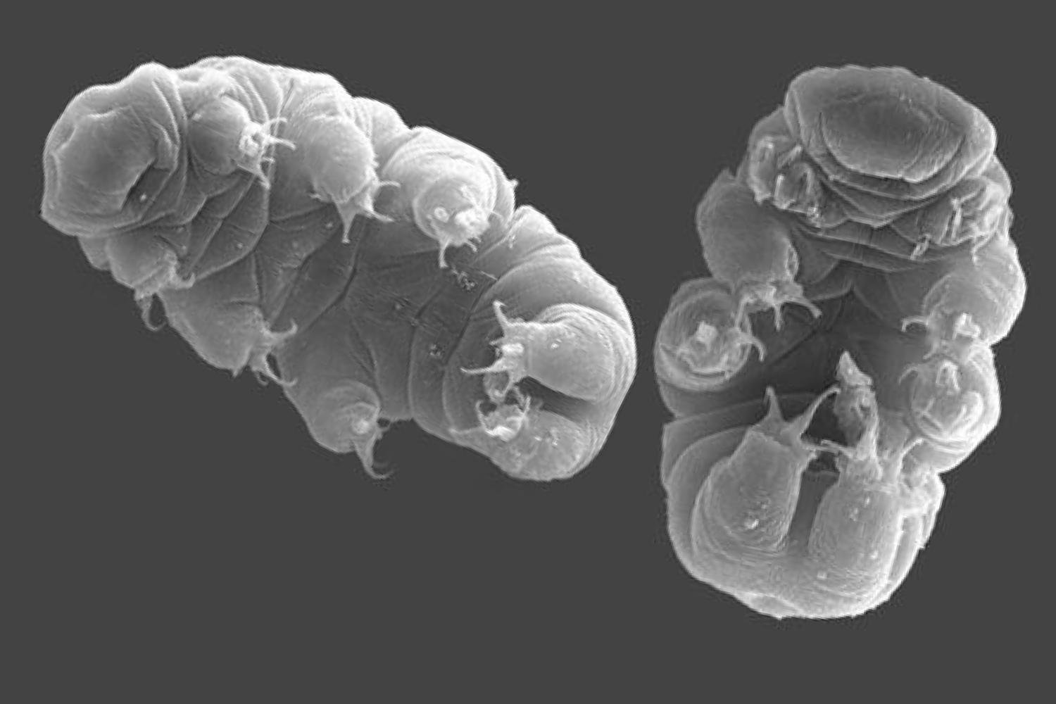 Tardigrades