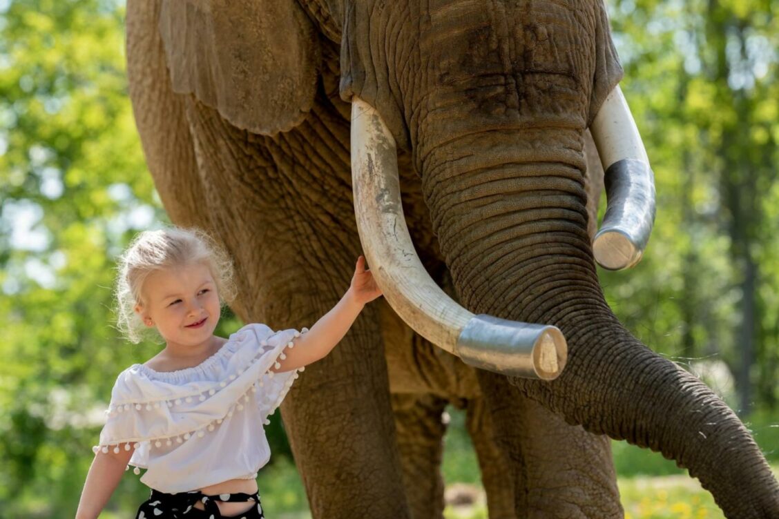 Les éléphants sont encore plus intelligents qu'on ne le pensait