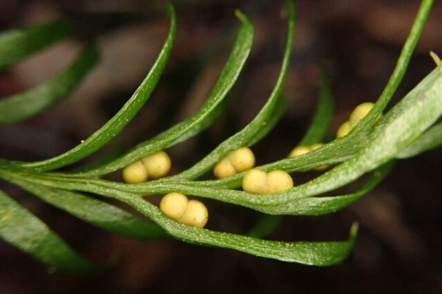 Tmesipteris oblanceolate