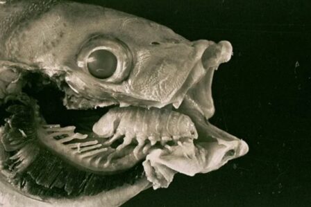 Cymothoa Exigua
