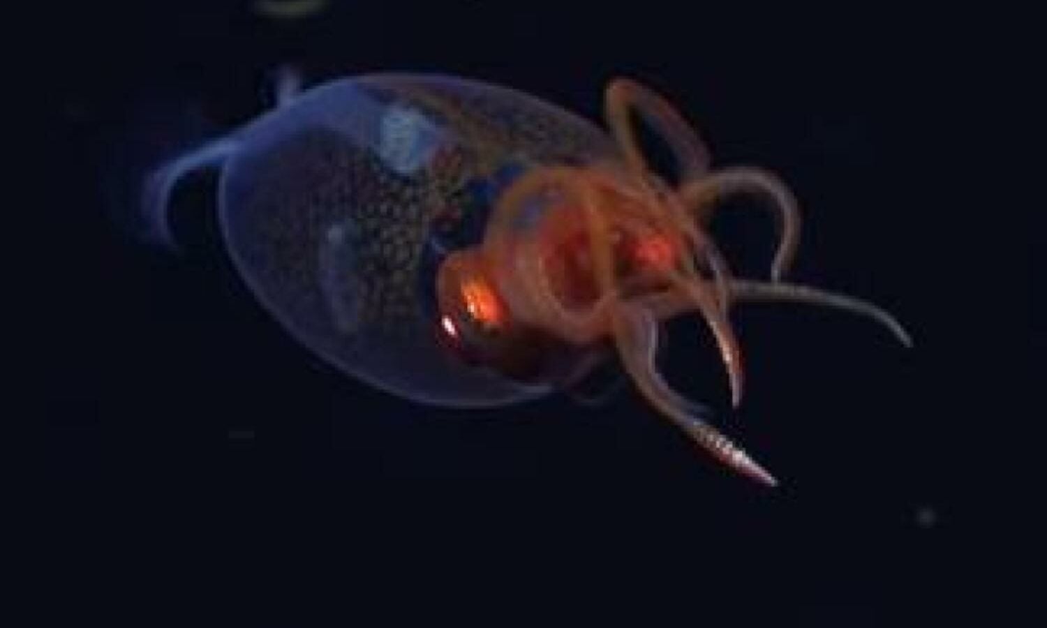 Pour la 1ère fois, un calmar colossal vivant filmé dans son milieu naturel