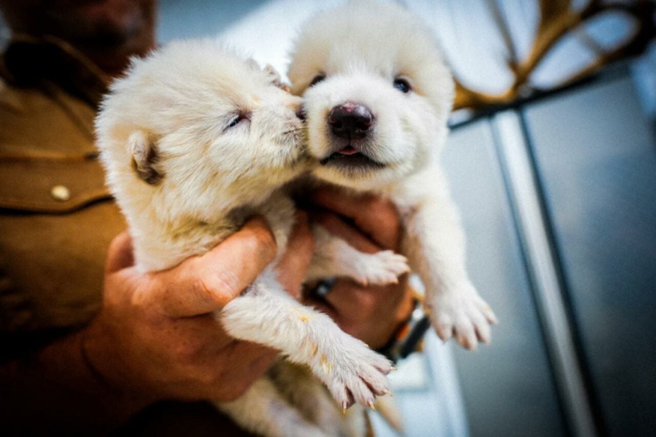 Colossal Bioscience Dire Wolves Bébés