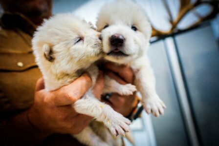 Colossal Bioscience Dire Wolves Bébés